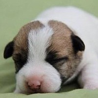 Jack Russell puppies for sale in Texas