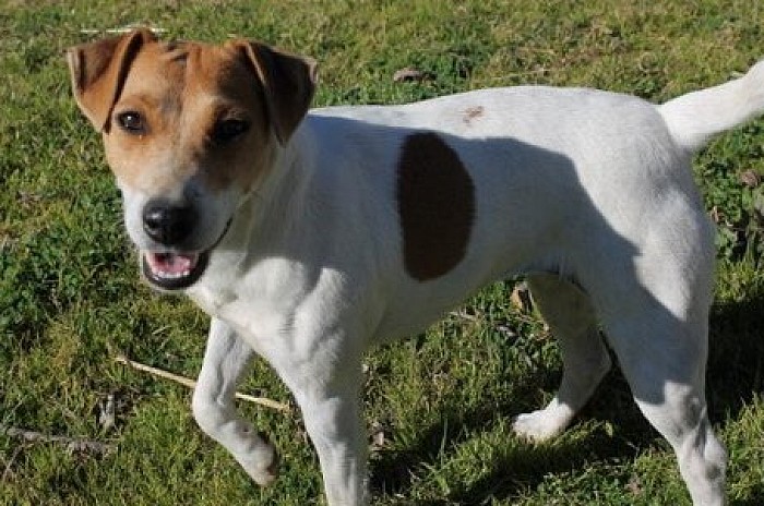 Bear creek store jack russell terriers