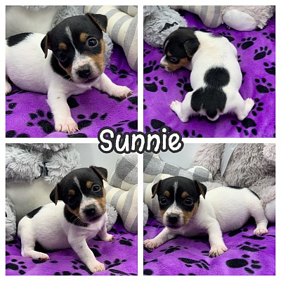 JRT puppies for sale near me