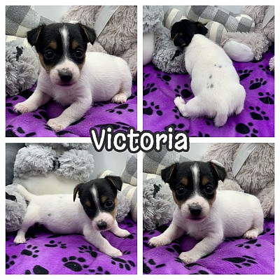 Jack Russell’s puppies for sale Dallas fort worth