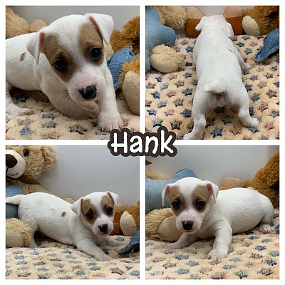 Jack Russell terriers for sale Texas