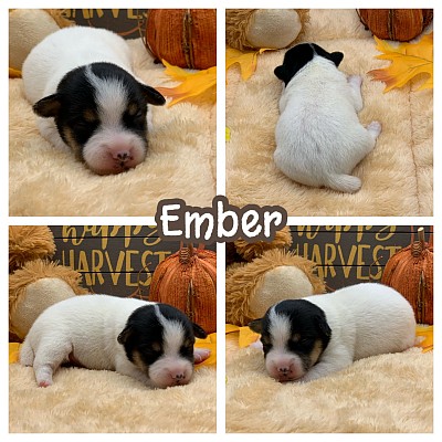 Jack Russell puppy puppies for sale Texas