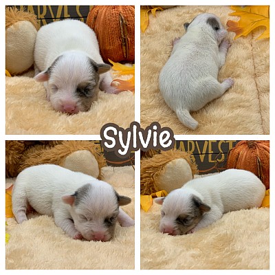 Merle Jack Russell for sale texas