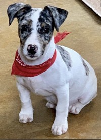 Merle JRT Jack Russell terrier