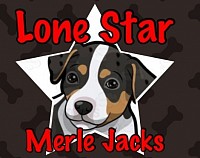 Merle Jack Russell Terrier