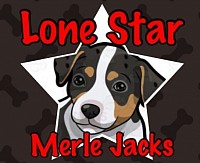 Merle Jack Russell terrier