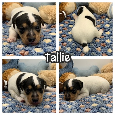 Jack Russell puppies for sale Texas