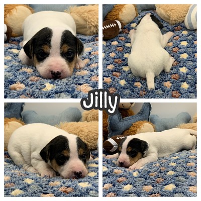 Jack Russell puppy puppies for sale near me