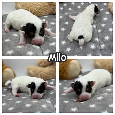 Jack Russell terrier breeder puppies texas